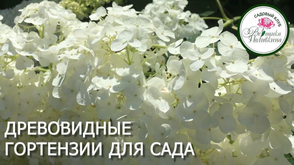 ДРЕВОВИДНЫЕ ГОРТЕНЗИИ