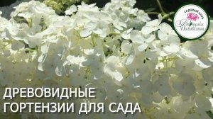 ДРЕВОВИДНЫЕ ГОРТЕНЗИИ