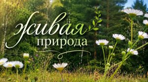Живая природа вокруг нас 2026