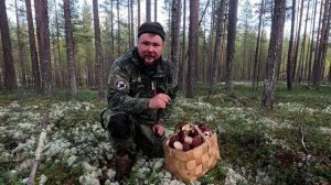 БЕЛЫЕ ГРИБЫ. ЗАГЛЯНУЛ В БОР И ОБАЛДЕЛ. СБОР ЛЕСНЫХ ГРИБОВ