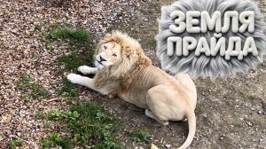 Парк Львов. Земля Прайда