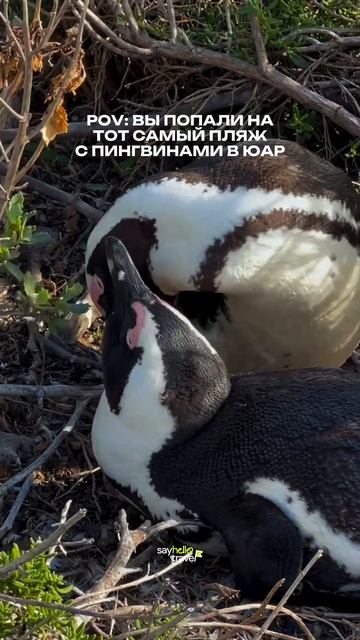 Хотели бы оказаться на таком пляже? #юар #африка #пингвины #путешествия #кейптаун