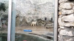 Кот Басик в Московском зоопарке