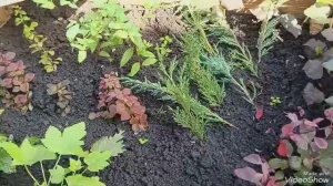Как там мои черенкованные растения через 2 месяца. 30.07.26 г.