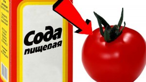 СОДА   спасатель вашего огорода! Пищевая сода   подкормка для огурцов, томатов и других растений....
