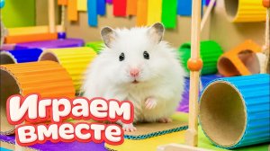 Хомячок проходит лабиринт - домик для хомяка своими руками! Приключения хомяка для детей №1