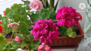 Ошибки при выращивании Пеларгонии ☘️💃🦋🥀☘️