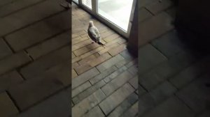Когда чайке срочно нужны лекарства🐦💊