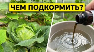 Капуста не растет на кислой почве. Как получить плотные кочаны уже в конце июня, подкормки