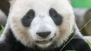 День рождения с размахом: панде Диндин исполнилось 9 лет