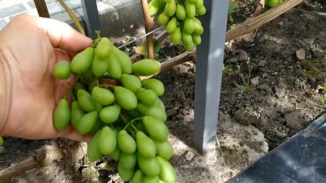 ПОДАРОК БЕЛАРУСИ, КРАСНЫЙ ЗЕФИР, ПЛОМБИР и РЕКОРД на 25 июля!!!