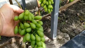 ПОДАРОК БЕЛАРУСИ, КРАСНЫЙ ЗЕФИР, ПЛОМБИР и РЕКОРД на 25 июля!!!