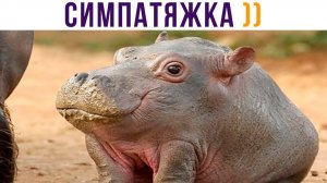 Зато я очень красивый))) Приколы