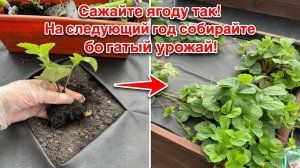 В Августе Сажайте Ягоду Так и собирайте богатый урожай на следующий год!