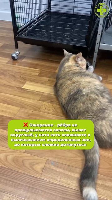 Лишний вес у кошек
