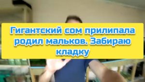 Гигантский сом прилипала родила мальков. Забираю кладку