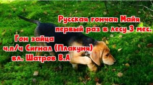 Русская гончая Майя  первый раз в лесу 3 мес. Гон зайца  ч.п/ч Сигнал (Плакуня) вл. Шатров В.А.