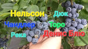 О сортах голубики 🫐