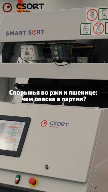 🌾 Спорынья во ржи и пшенице: чем опасна в партии?