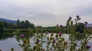 Кисловодское Новое озеро,полная противоположность Старому озеру..пока.Но лучше бы так всё и осталось