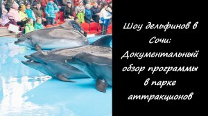 Шоу дельфинов в Сочи: Документальный обзор программы в парке аттракционов