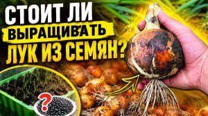 Лук из семян- уборка трёх хороших сортов!