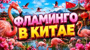 Невероятные фламинго 🦩 в Китае