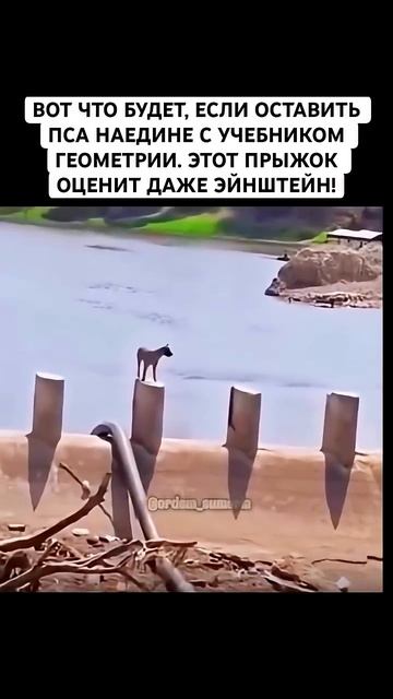 СОБАКА РЕШИЛА УРАВНЕНИЕ ИДЕАЛЬНО 🐕 #УРОКМАТЕМАТИКИ #МЕМАСЫ #ЖИВОТНЫЕПРИКОЛЫ #ПАРКУР#рек