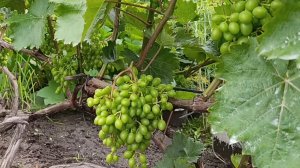 Подмосковье 30 июля ВИНОГРАД , план работ на август 🍇🍇🍇