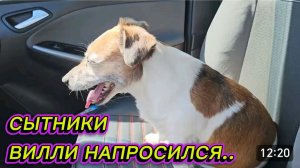 САМВЕЛ АДАМЯН, СЫТНИКИ, ВИЛЛИ НАПРОСИЛСЯ..