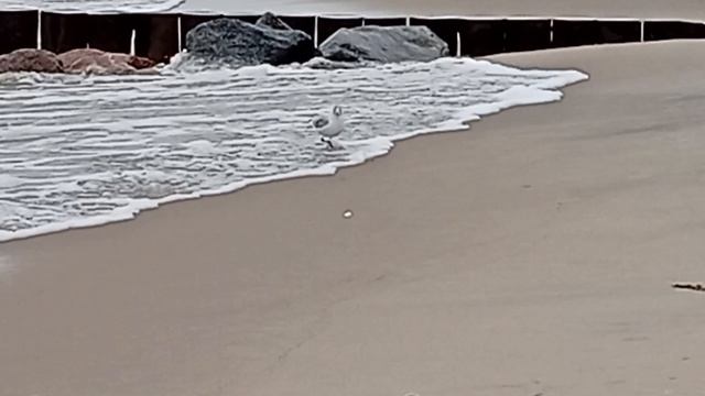 Балтийское море. Птицы.