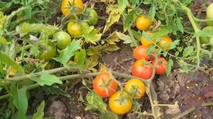 Пора собирать урожай.🥒🫛🍅