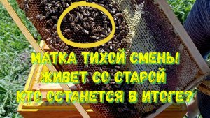 Две королевы👑 в одном улье: кто останется? Показываю на своей пасеке