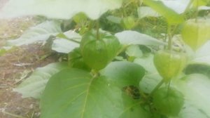 Блики природы