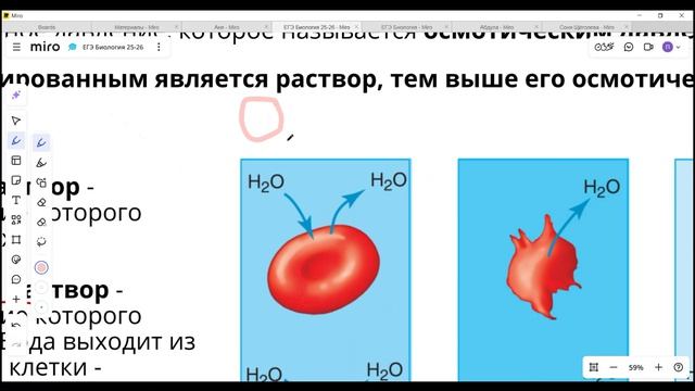 Прокариоты, эукариоты, транспорт. 30.07