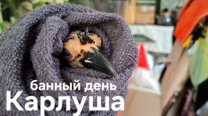 Купаем Карлушу