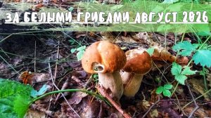 Грибник был приятно удивлён❗️ За Белыми грибами в августе 2026❗️