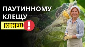 Паутинный клещ на огурцах и томатах как избавиться в жару