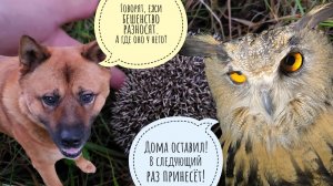 Пёс Кубик нашёл буйного орущего еженёнка. Отхлебнул наш инвертор за 100 тыщ из-за сбоя электричества