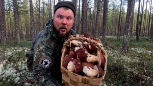 БЕЛЫЕ ГРИБЫ, ГДЕ ИХ НАЙТИ И КАК ПРАВИЛЬНО СОБРАТЬ. СБОР БОРОВИКОВ В КОРЗИНКУ