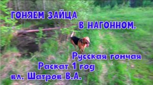 ГОНЯЕМ ЗАЙЦА В НАГОННОМ.  Русская гончая Раскат 1 год  вл. Шатров В.А.#охотасгончей#топ #hunting