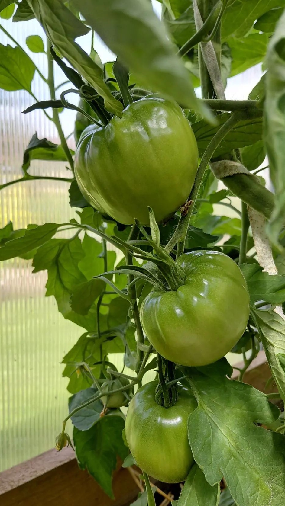 🍅 Мои томаты к концу июля #томаты #урожай #огород #теплица