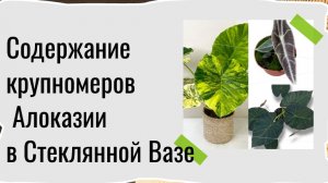 Крупномеры Алоказии в напольной Вазе