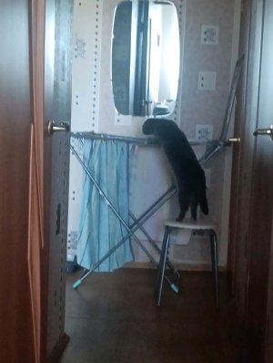 вопросы о моём коте