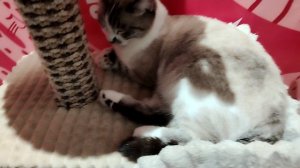 На выставке КОШЕК. 🐱🐈🐈⬛🐱🐈🐈⬛