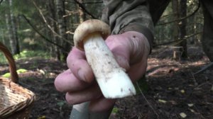 С УТРА В ЛЕС ПО ГРИБЫ! Много или пусто? Честный обзор леса после дождей ☔🍄