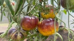 Урожай 2026 ,года дача в радость 🍓🫑🍉🍅🧄🥒