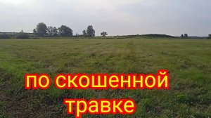 Поиск металла по скошенной травке!