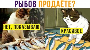 Вы продаёте РЫБОВ?))) Приколы с котами