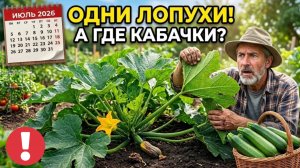 КАБАЧКИ ЗАВАЛЯТ УРОЖАЕМ! Сделайте ЭТО в июле и пойдут плоды один за другим на вашем огороде